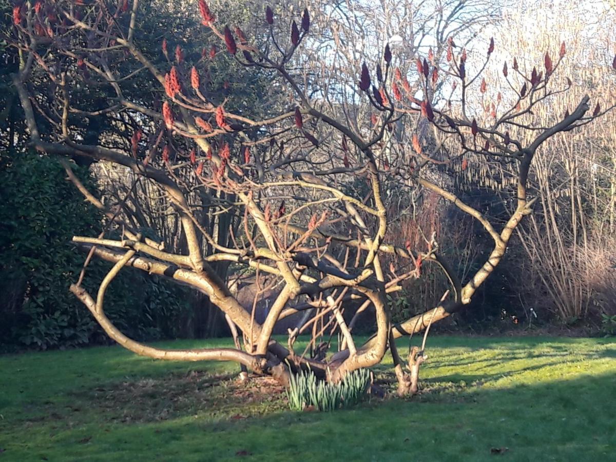 Un Grand Jardin En Ville. Chez Guy Uccle Eksteriør bilde